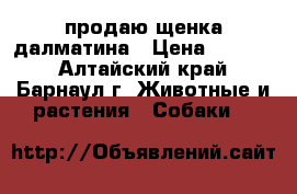 продаю щенка далматина › Цена ­ 2 500 - Алтайский край, Барнаул г. Животные и растения » Собаки   